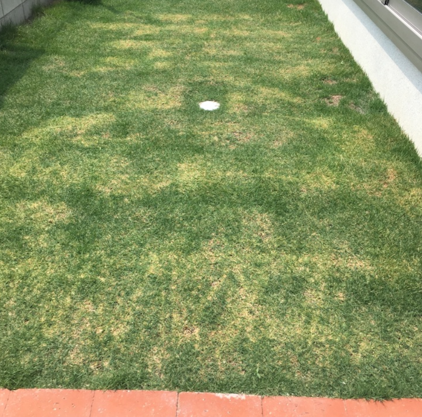 芝生が傷んだ時に使う肥料 おすすめはハイポネックス芝生の液肥 芝生のミカタ