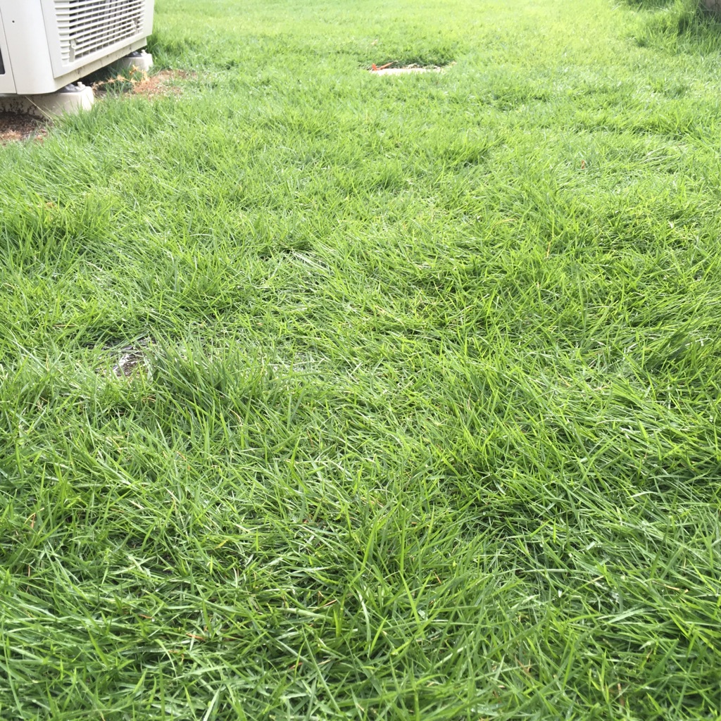 芝刈り後に芝が枯れる2つのパターン その原因と対策をご紹介 芝生のミカタ