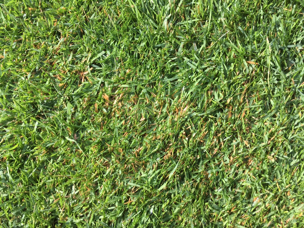 芝刈り後に芝が枯れる2つのパターン その原因と対策をご紹介 芝生のミカタ