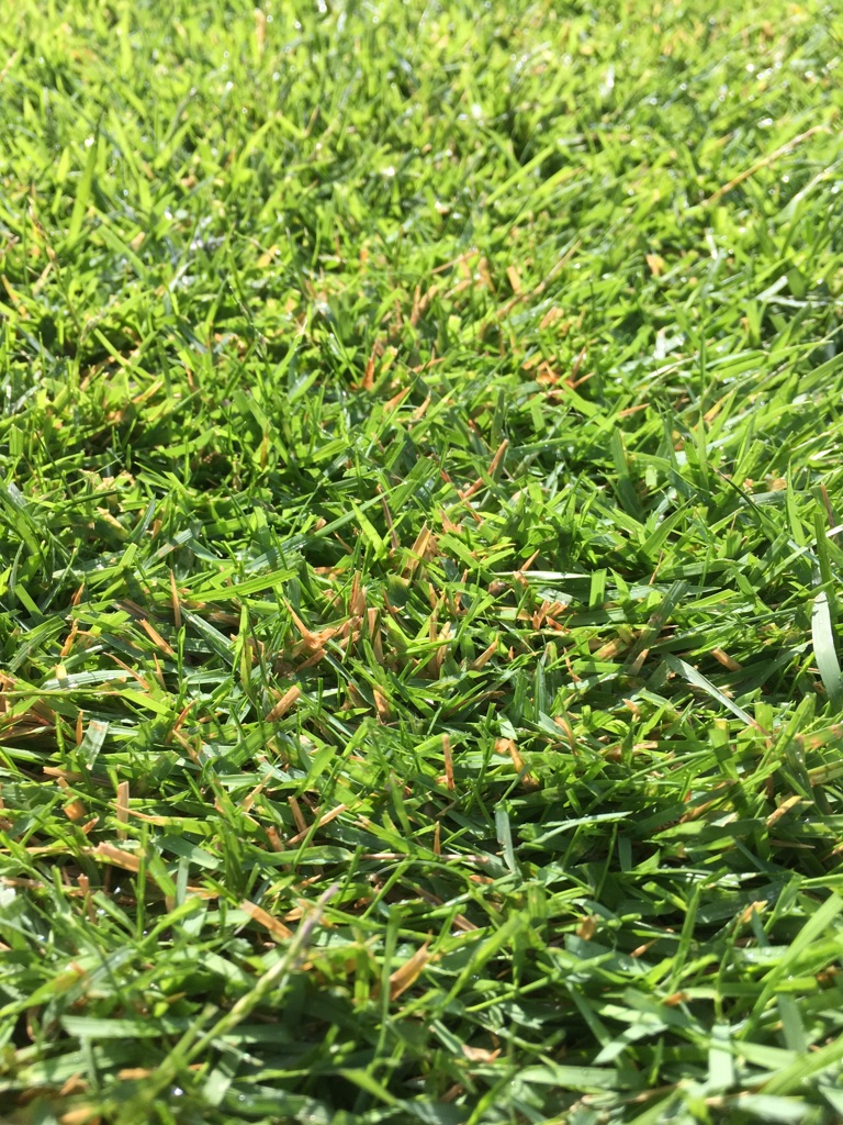 芝生で軸刈りを回避するための鉄則と便利アイテムをご紹介 芝生のミカタ