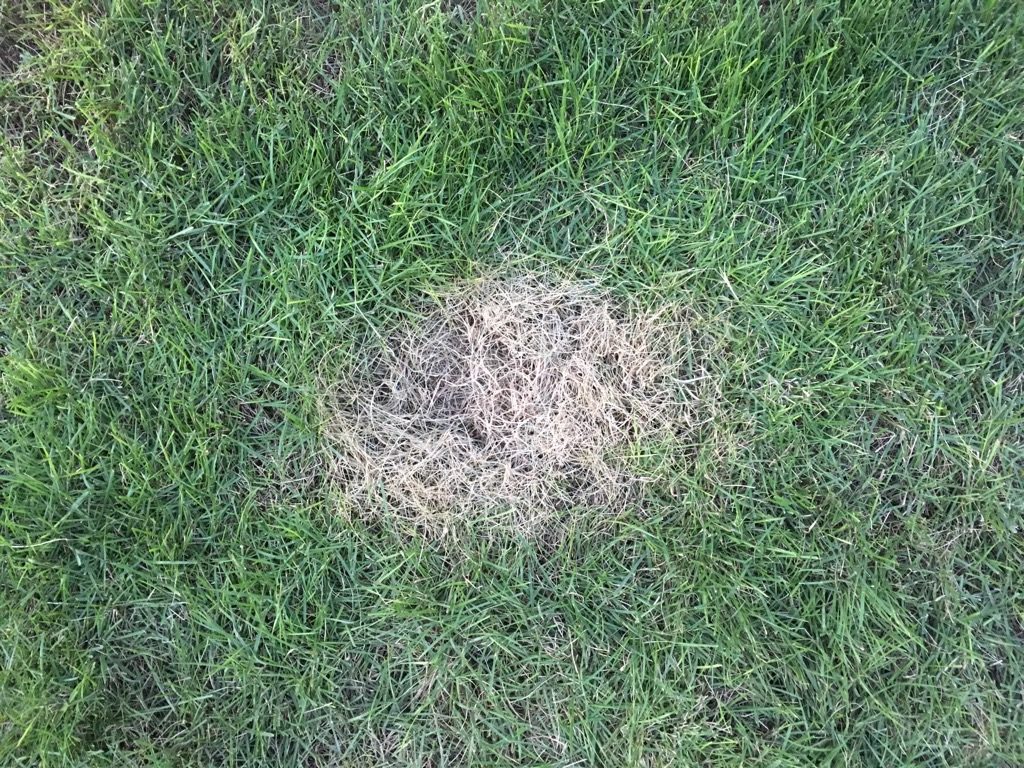 突然 芝生が円形に茶色く枯れる原因は シバツトガの幼虫 でした 芝生のミカタ