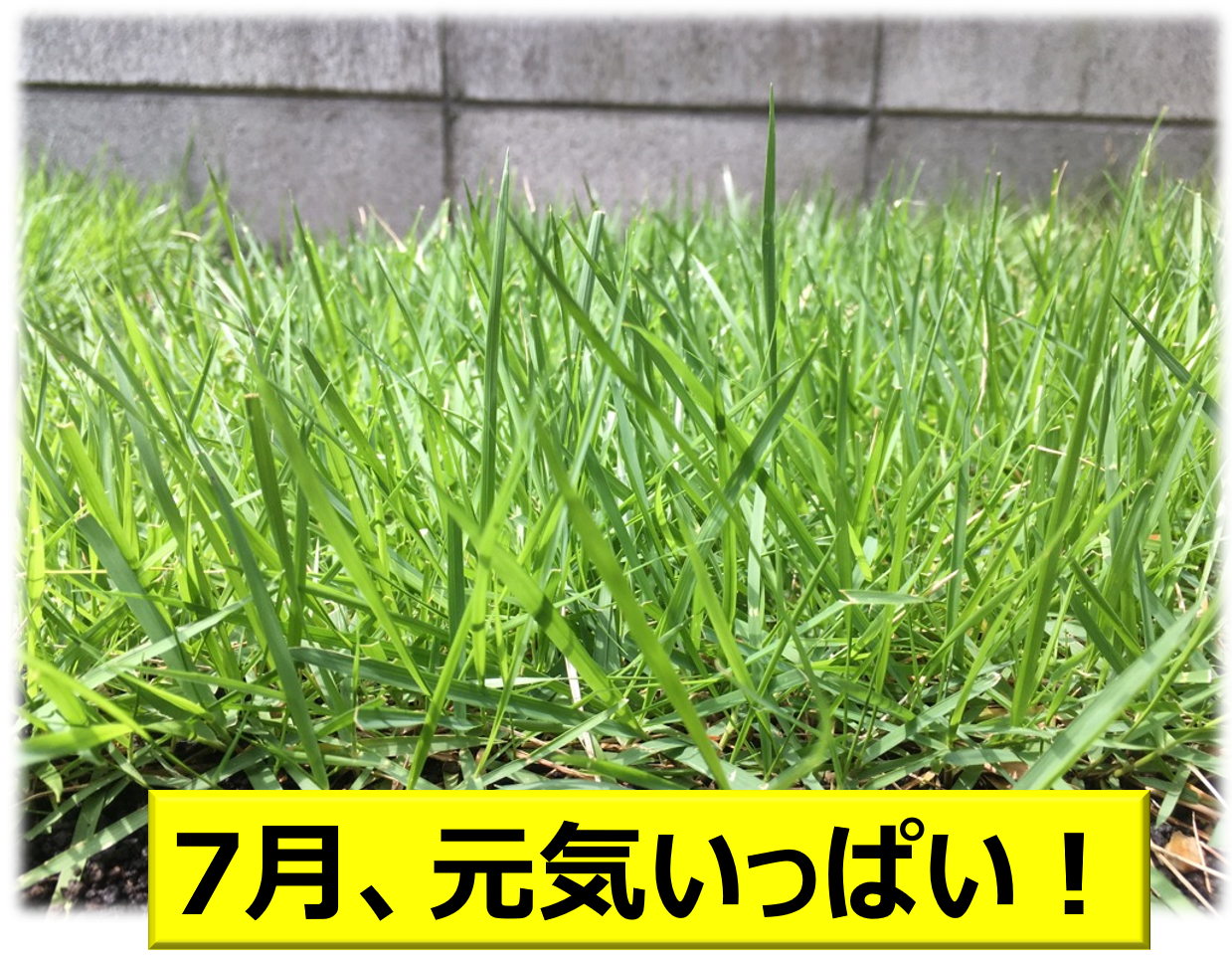 芝生が販売されている時期は では 張り付けに最適な時期は 芝生のミカタ