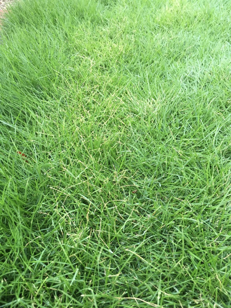 芝生の伸びすぎの手入れは電動バリカンで刈るのがおすすめ 芝生のミカタ
