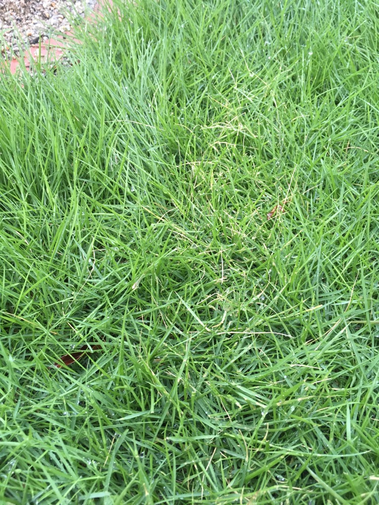 芝生の伸びすぎの手入れは電動バリカンで刈るのがおすすめ 芝生のミカタ