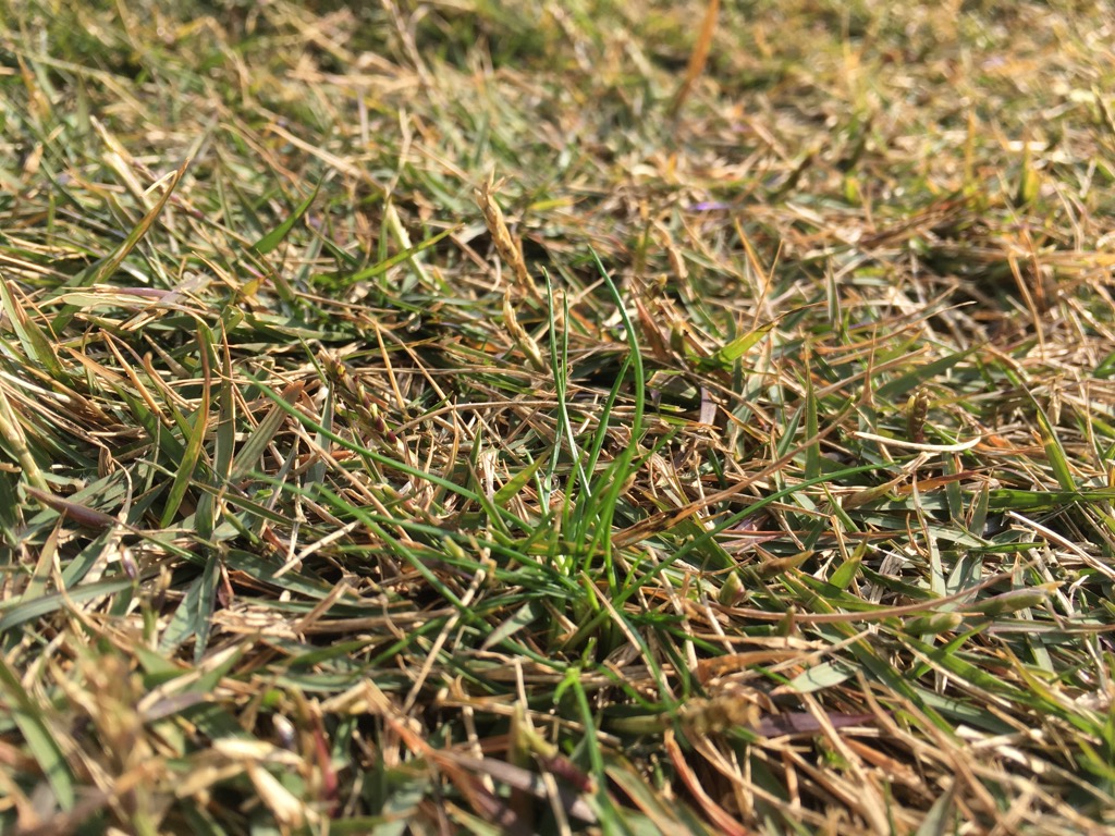 芝生に生えている冬の雑草の種類と除草剤をご紹介！ 芝生のミカタ