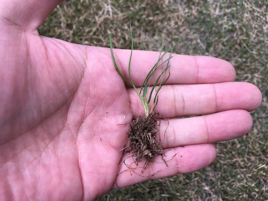 芝生に似た雑草 スズメノカタビラ の見分け方と除草剤をご紹介 芝生のミカタ