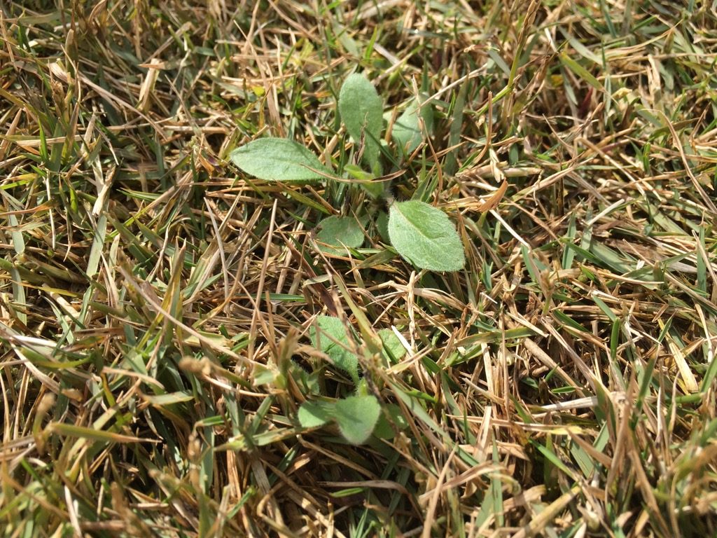 スズメノカタビラとオオアレチノギク両方に効く除草剤はこちら 芝生のミカタ