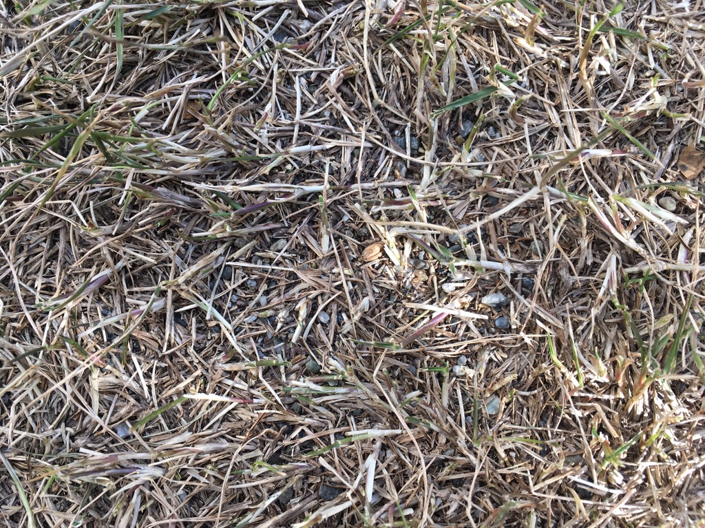 春の芝生の目土入れって 凸凹になるのを防ぐ効果もあります 芝生のミカタ