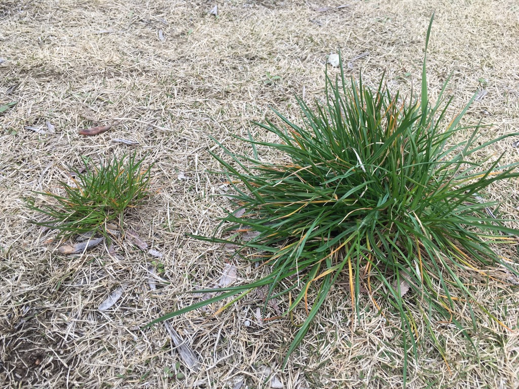 芝生に似た雑草（スズメノカタビラ）の見分け方と除草剤をご紹介。 芝生のミカタ