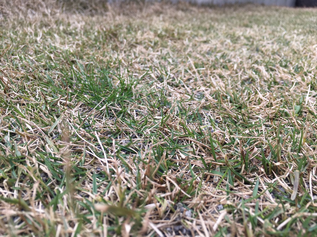 芝生に似た雑草（スズメノカタビラ）の見分け方と除草剤をご紹介。 芝生のミカタ