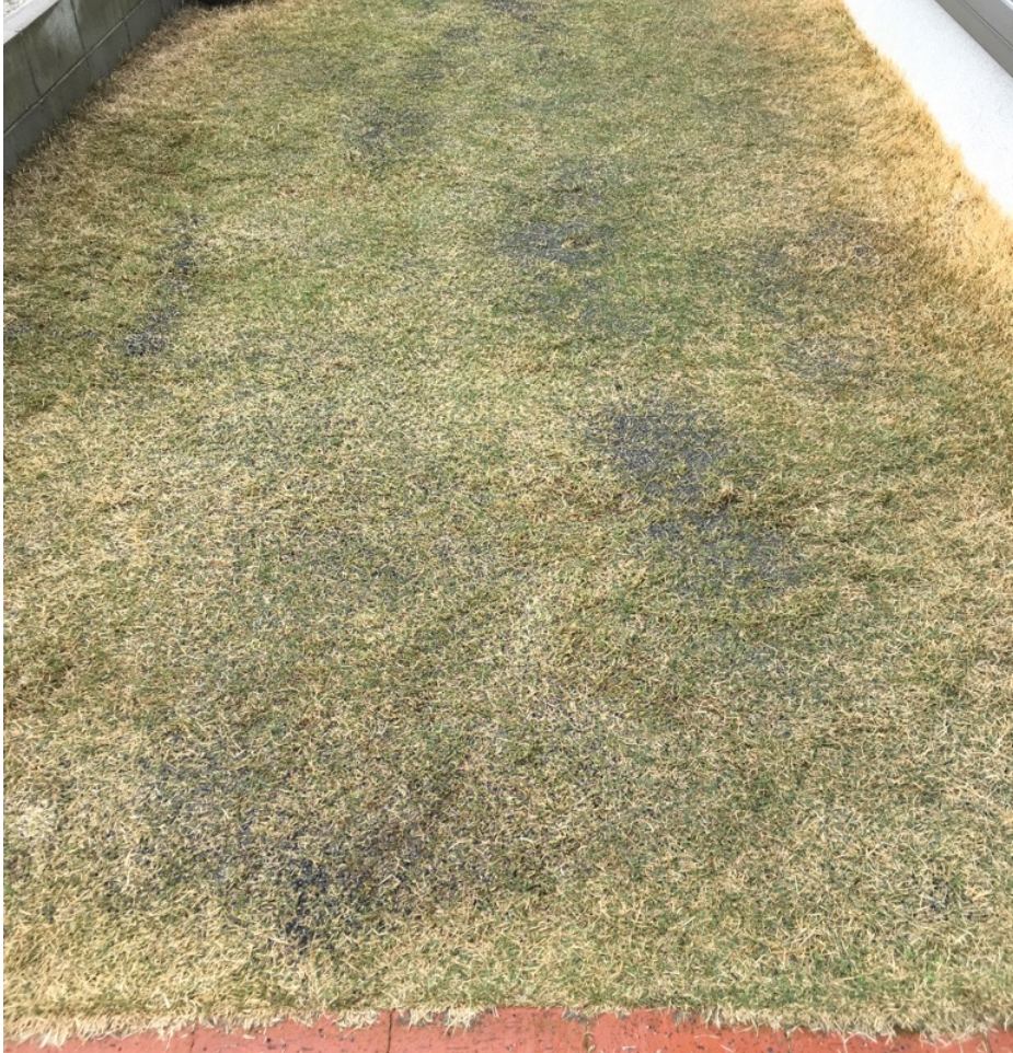 芝生の凸凹対策とサッチ対策で目砂（目土）入れをした様子をご紹介 – 芝生のミカタ