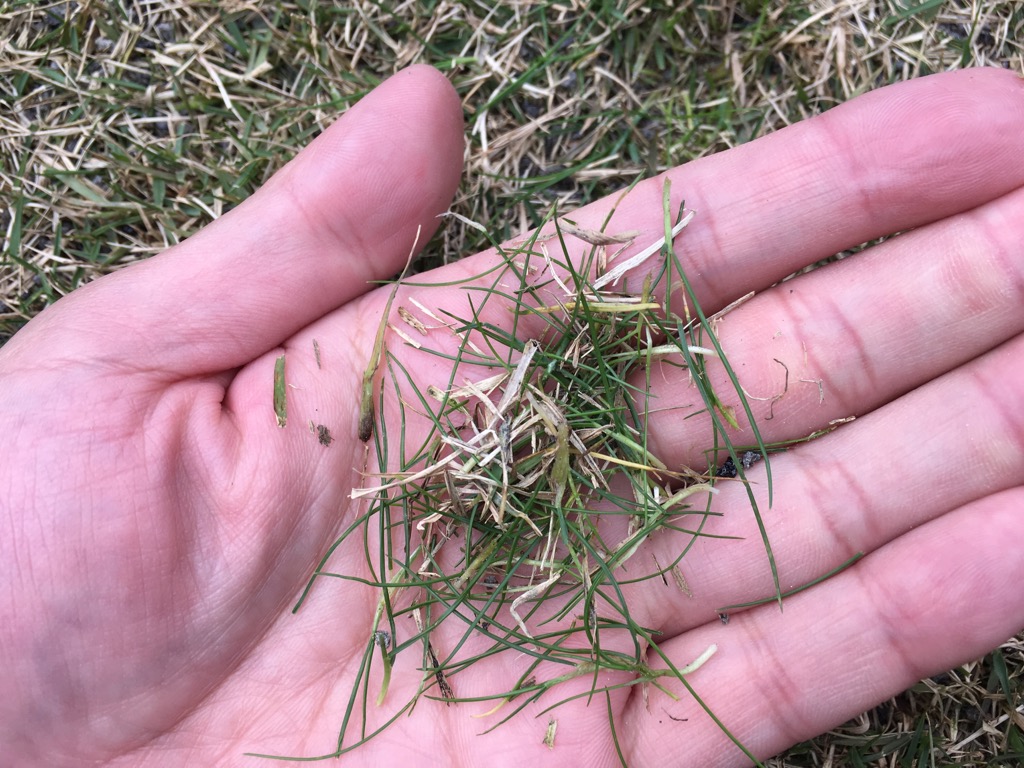 芝生に似た雑草 スズメノカタビラ の見分け方と除草剤をご紹介 芝生のミカタ