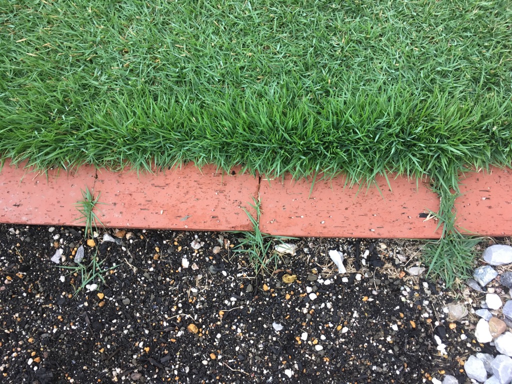 根止め板で芝生のほふく茎 ランナー の広がりをブロックしました 芝生のミカタ