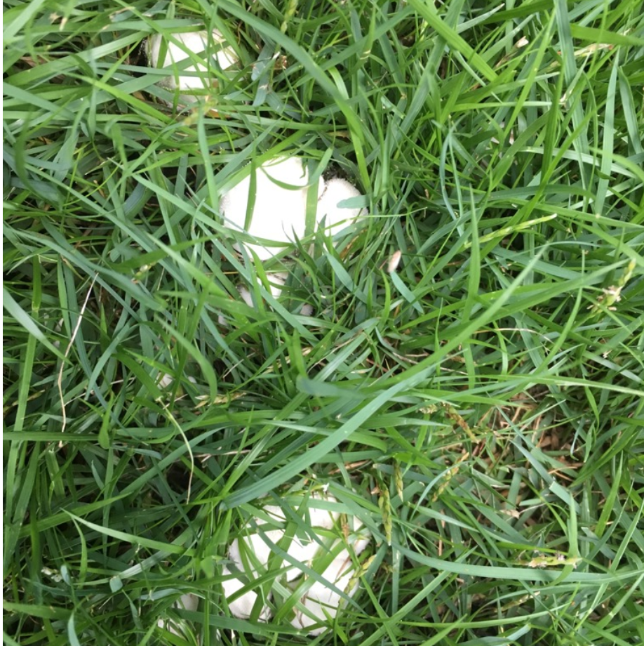 芝生に生えるキノコ 丸くて白いのはホコリタケでした 写真あり 芝生のミカタ