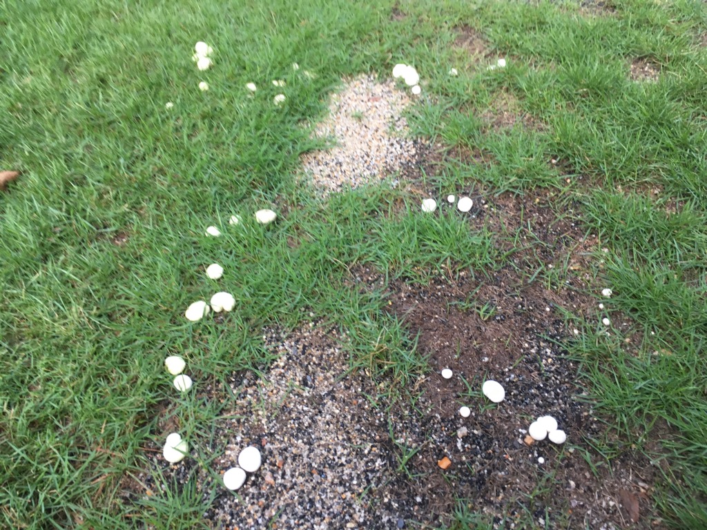 芝生に生えるキノコ 丸くて白いのはホコリタケでした 写真あり 芝生のミカタ