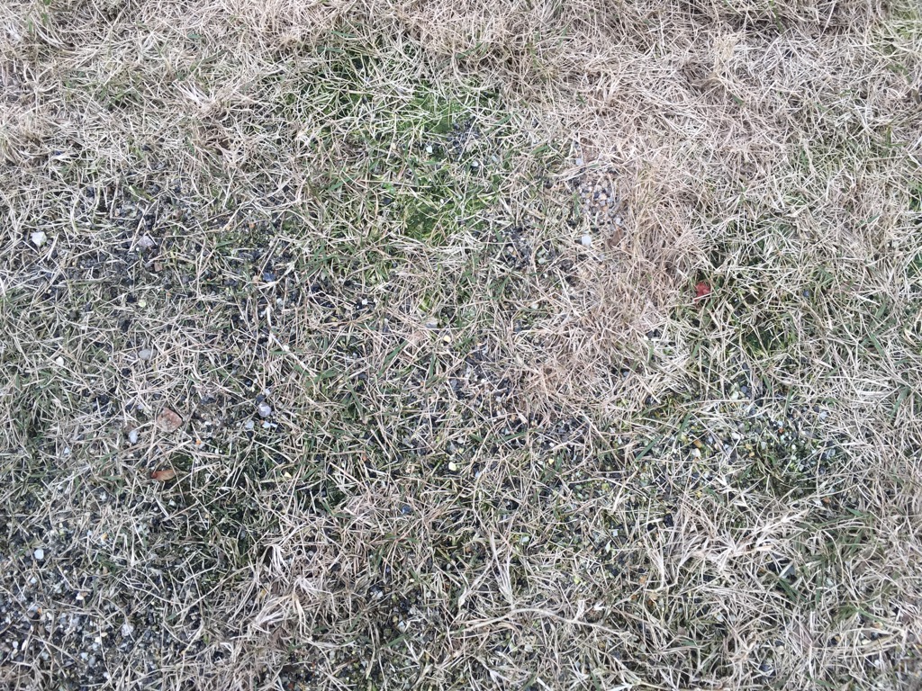 芝生のサッチングをする時期は秋 冬がおすすめです 芝生のミカタ