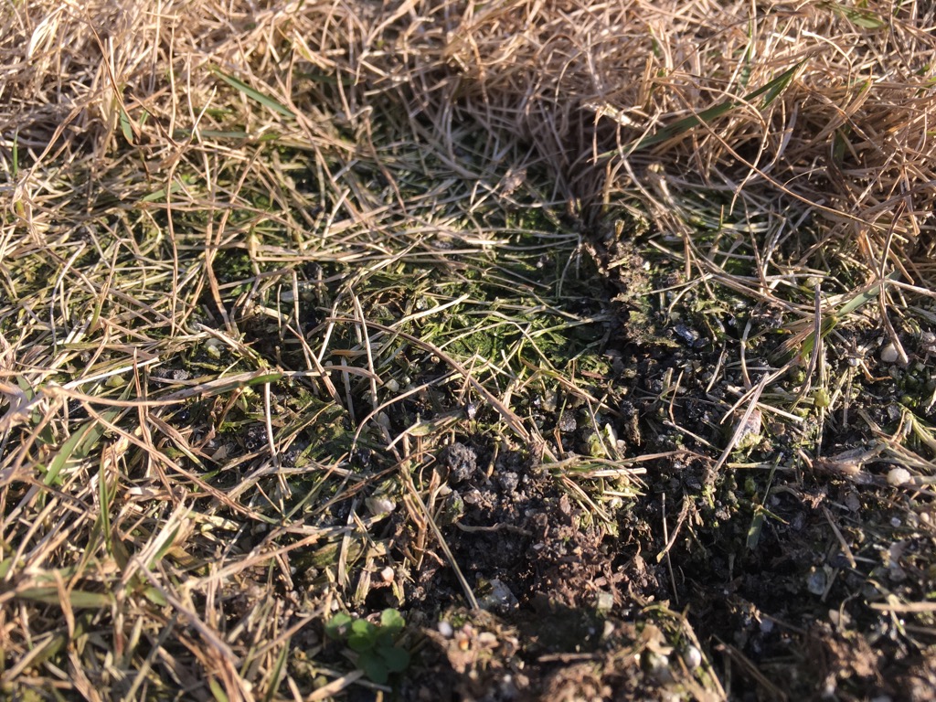 芝生のコケ対策には ３種の神器 が大活躍 芝生のミカタ