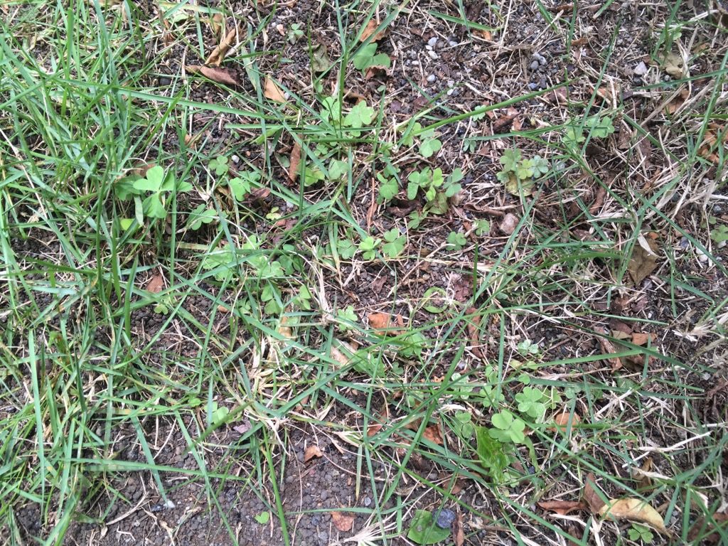 芝生の雑草 カタバミを駆除する除草剤をご紹介 芝生のミカタ