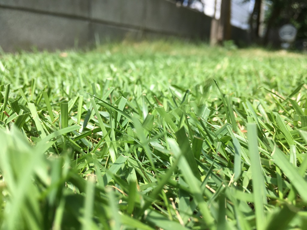 高麗芝と姫高麗芝の違いを写真でご紹介 芝生のミカタ