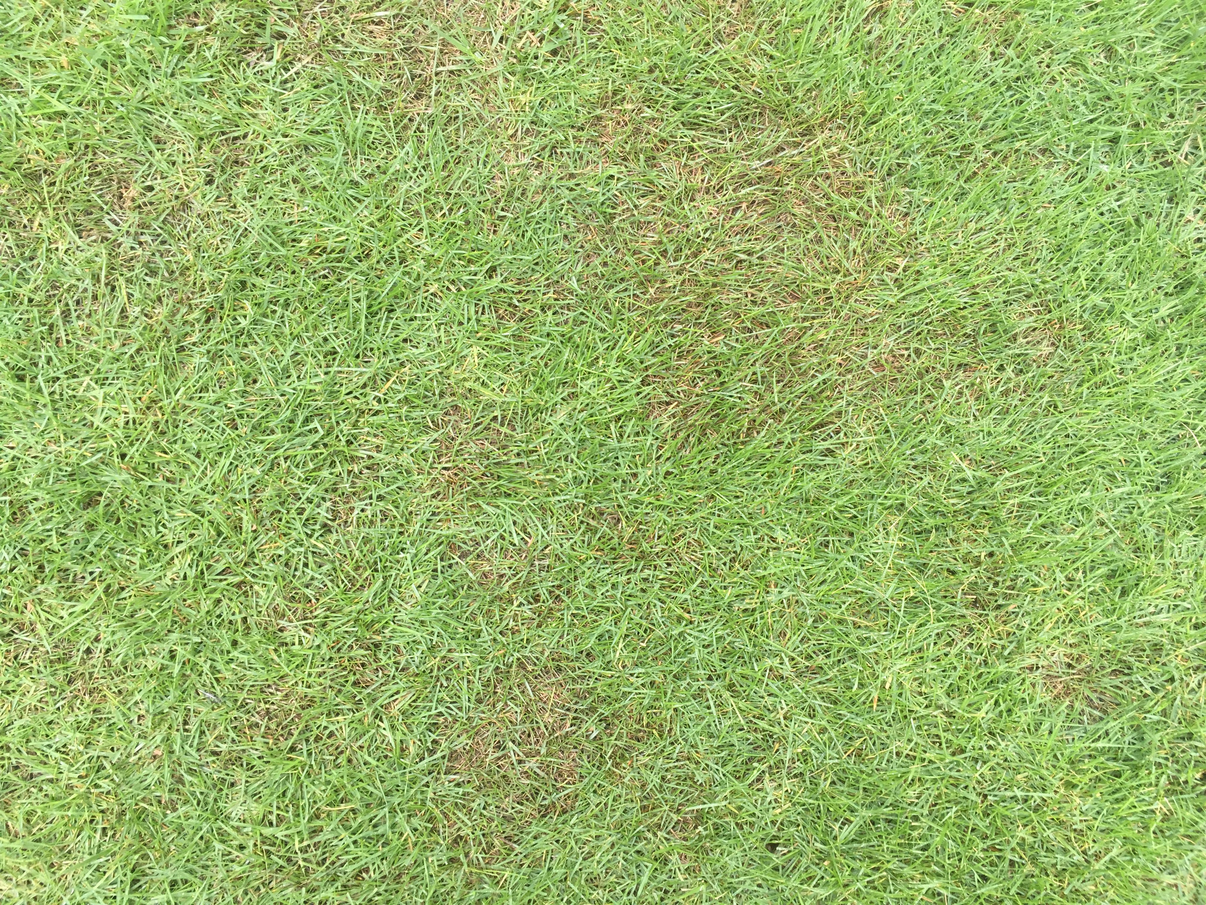 芝生が6月に茶色くなるのは カーブラリア葉枯病 という病気でした 芝生のミカタ
