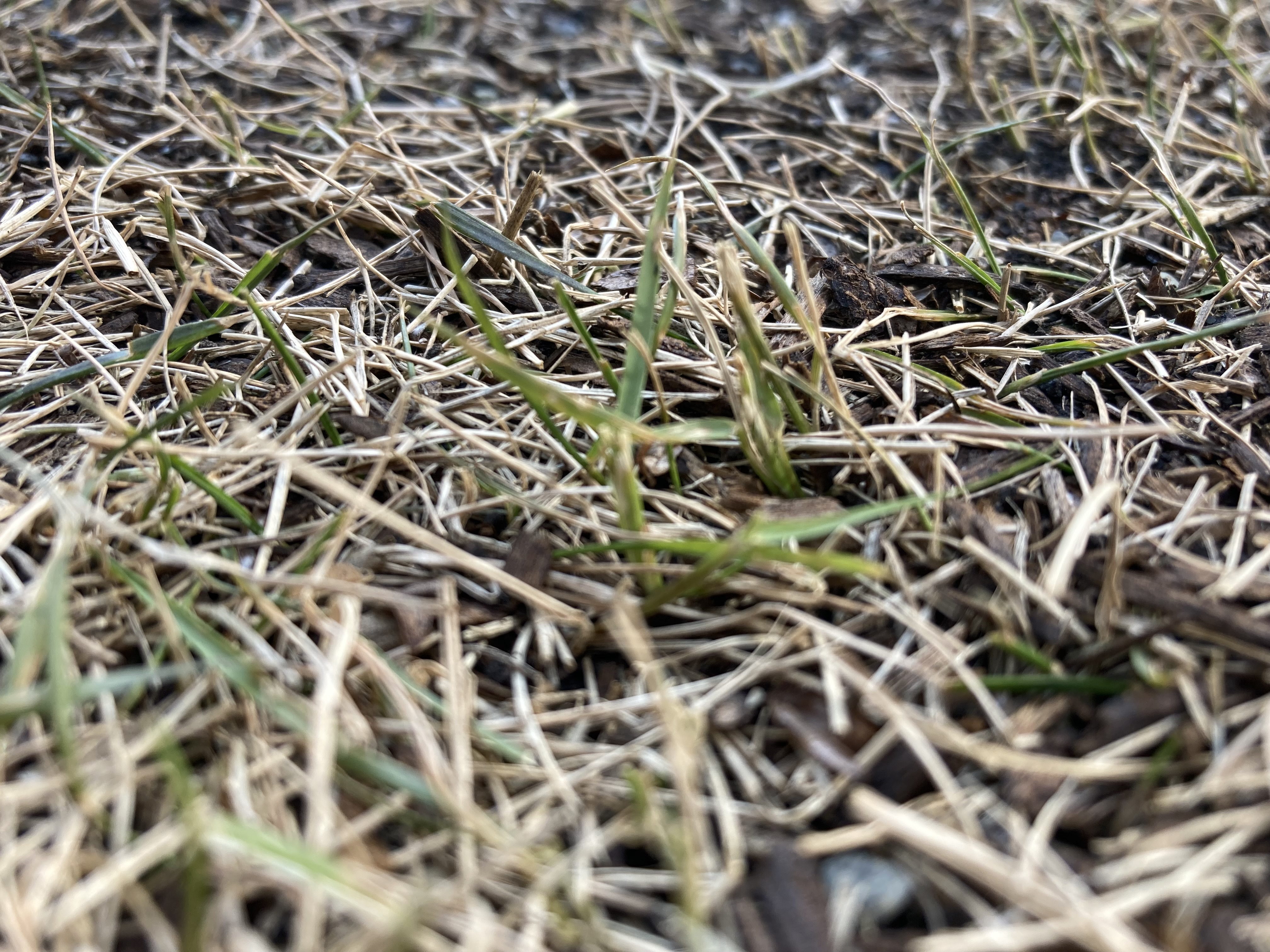 22年3月上旬 これは芝生の新芽 それとも雑草 芝生のミカタ