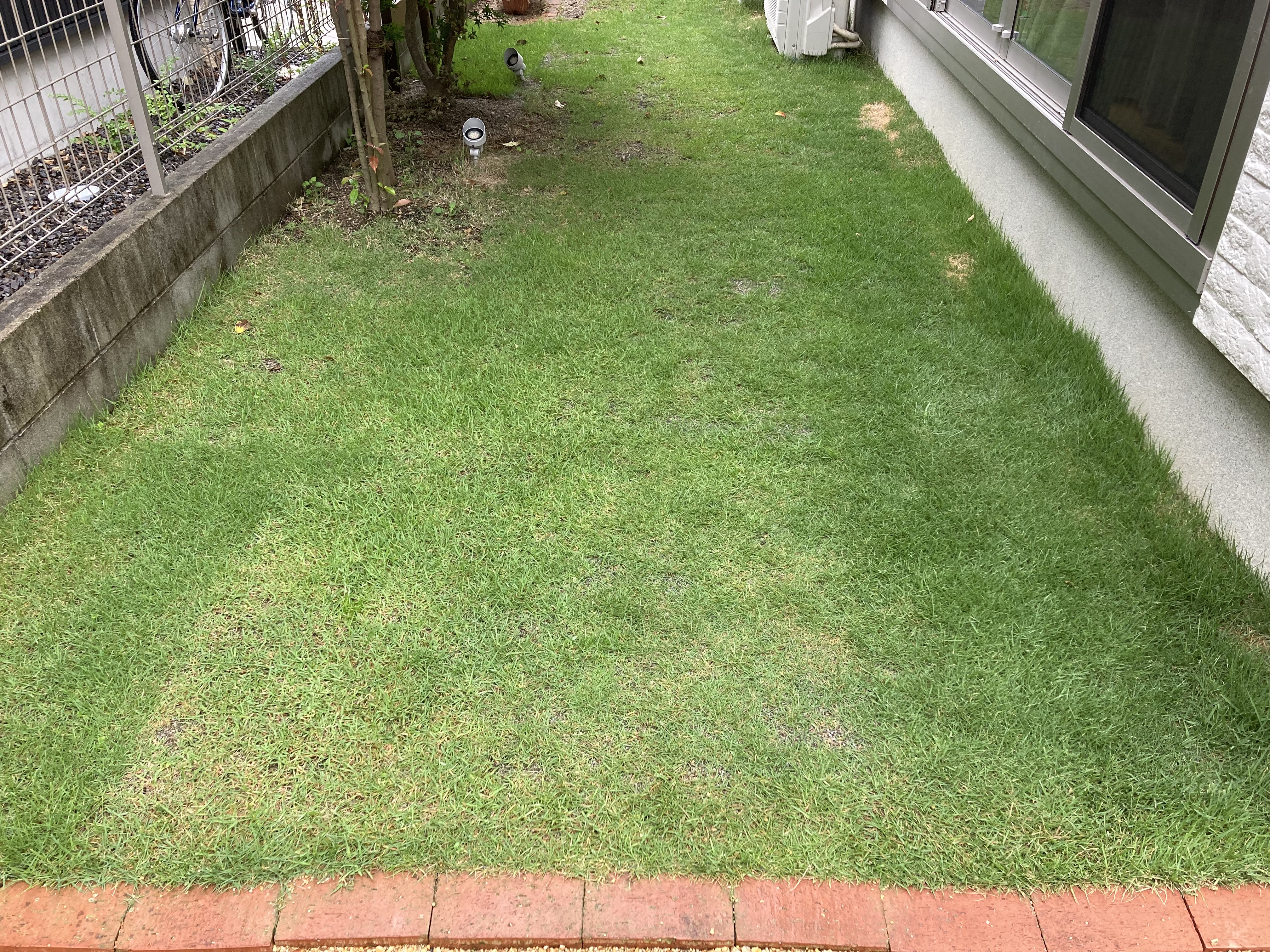 梅雨時に芝生の肥料やりは必要ありません 芝生のミカタ